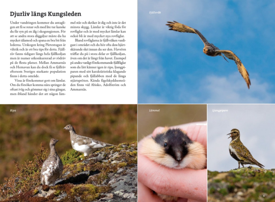 CALAZO Fjällvandra Längs Kungsleden på