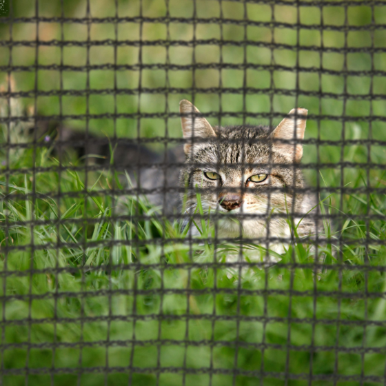 B2X Safety Net Stand Trampoline på